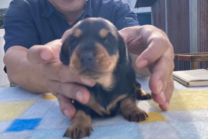 見学のときに見せて頂いた生後15日の子犬 見学のときに生後15日の子犬