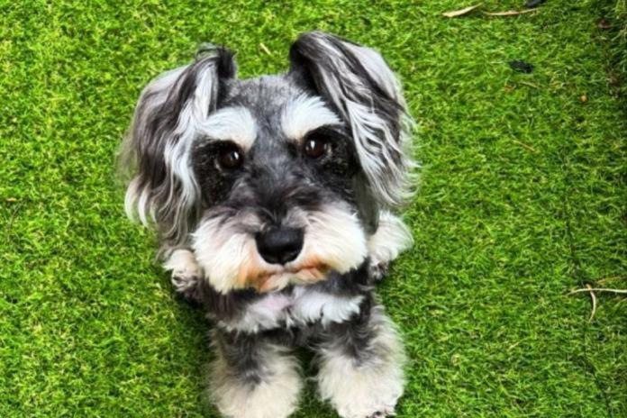 大切に育てられた親犬