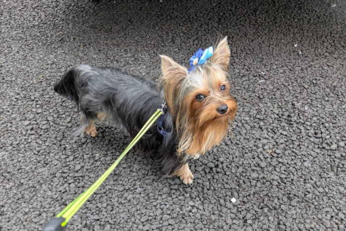 ヨークシャテリア