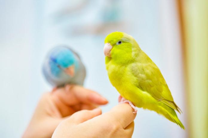 セキセイインコ セキセイインコ