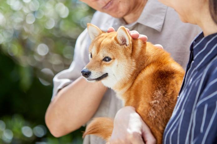 撫でられる柴犬