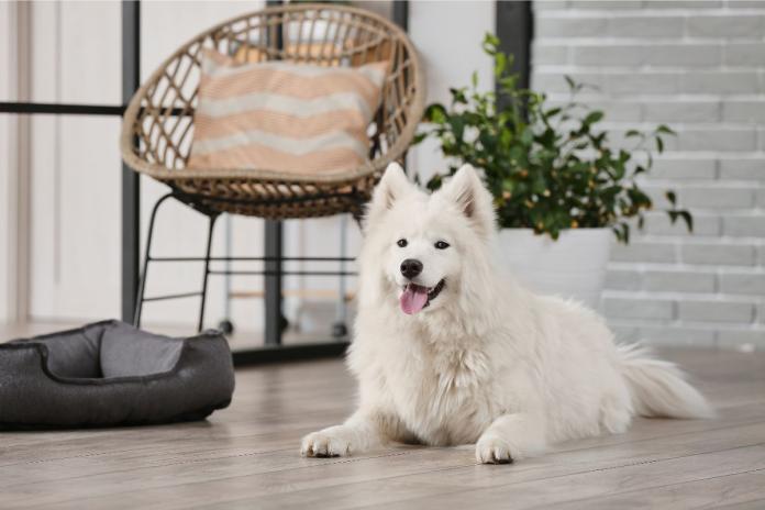 リビングにいる犬 リビングにいる犬