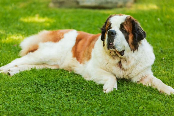 セント・バーナード