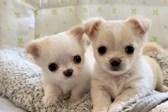 △健やかに育つ、あどけない子犬たち
