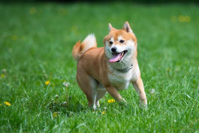 柴犬