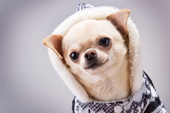 服を着たチワワ 服を着たチワワ