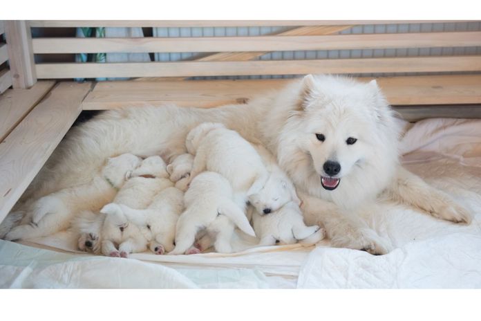 子犬と母犬