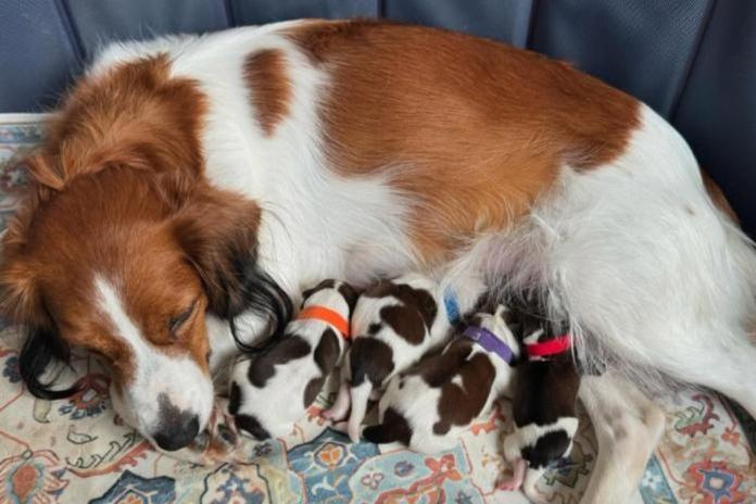 母犬に寄り添う、生まれたばかりの子犬たち（鬼丸ブリーダー提供）