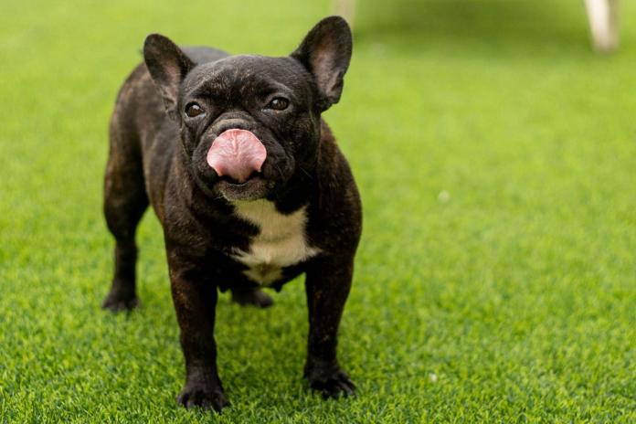 フレンチブルドッグ フレンチブルドッグ