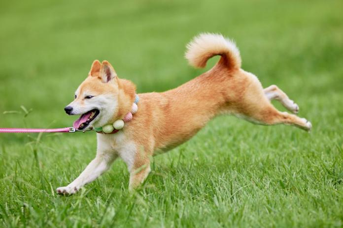 走る柴犬 走る柴犬