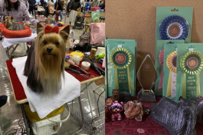 ヨークシャテリア ヨークシャテリア