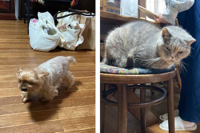 見学の時は引退犬や猫ちゃんにも会える