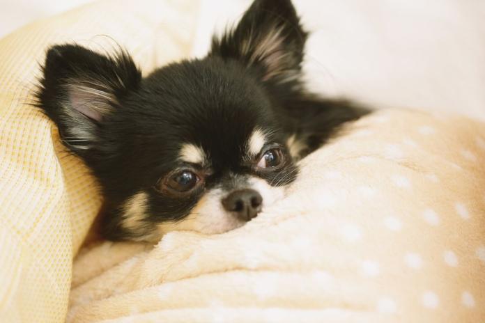 布団から顔を出すチワワ 布団から顔を出すチワワ