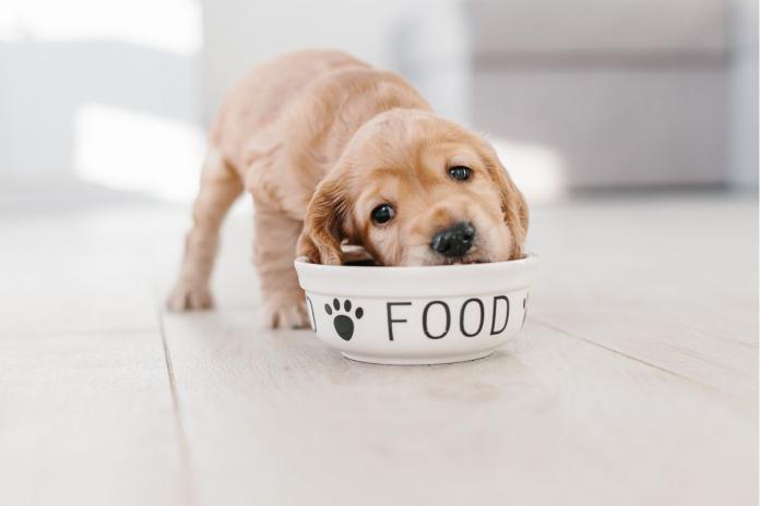 ドッグフードを食べる子犬2