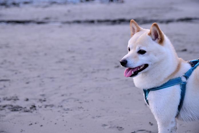 北海道犬