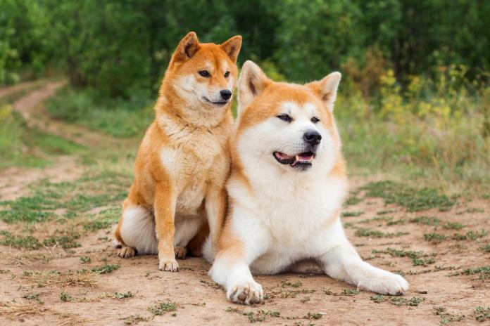 秋田犬と柴犬