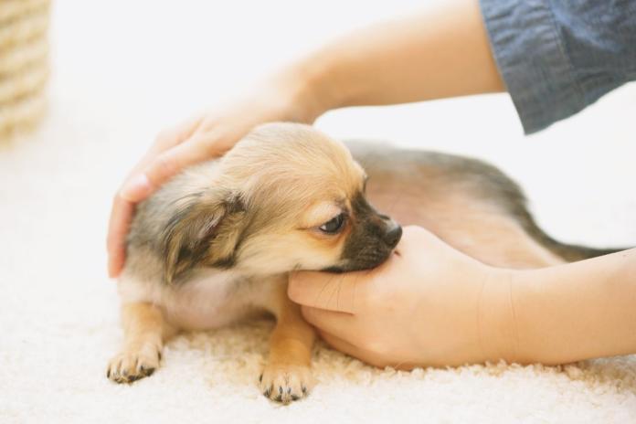 撫でられるチワワ 撫でられるチワワ