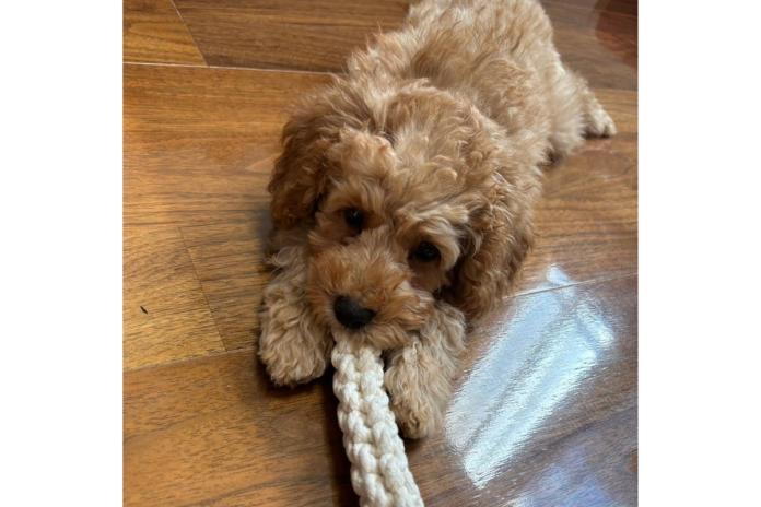 家族の一員になったトイプー