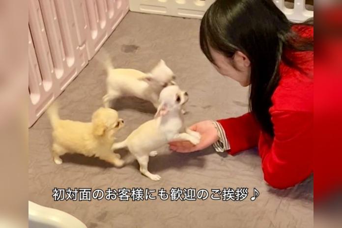 初対面の人にも人懐っこくご挨拶する子犬たち（DREAM GATE）