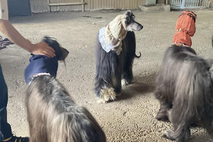 △「犬舎で過ごす引退犬たち。繁殖を終えたあとも、被毛はそのままに、家族として穏やかに暮らしています」