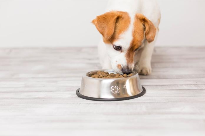ドッグフードを食べる子犬