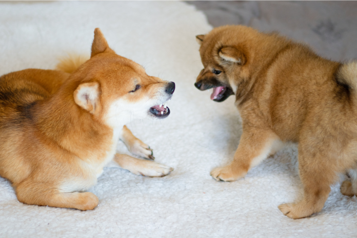 柴犬 柴犬