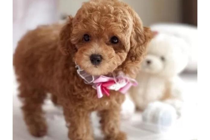 お迎え前のトイプー