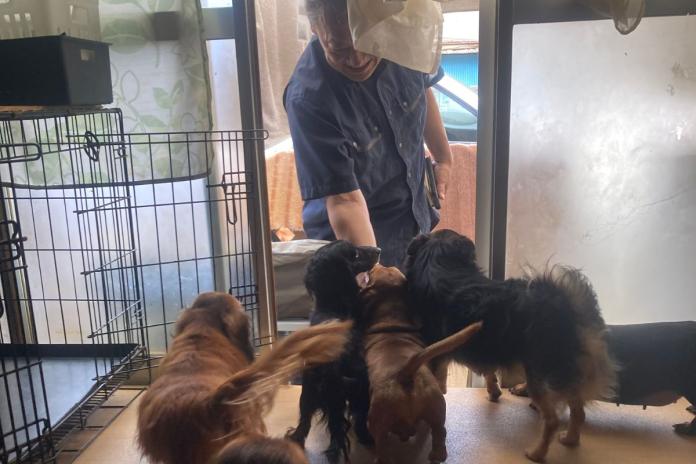 山嵜さんがくるとすぐに甘えにいくダックスたち 山嵜さんがくるとすぐに甘えにいくダックスたち