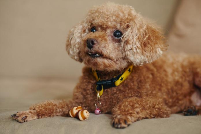 見上げるトイプードル 見上げるトイプードル