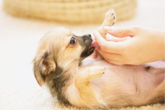 手をなめるチワワ 手をなめるチワワ