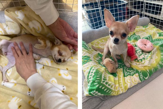 お腹をみせてリラックスする「ちゅらら」ちゃん