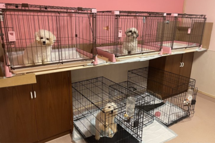 可愛い犬舎