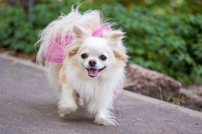 服を着たチワワ 服を着たチワワ