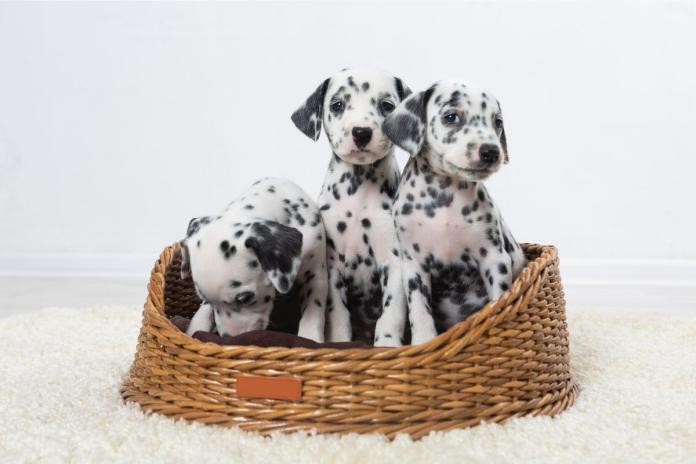 ダルメシアンの子犬 ダルメシアンの子犬