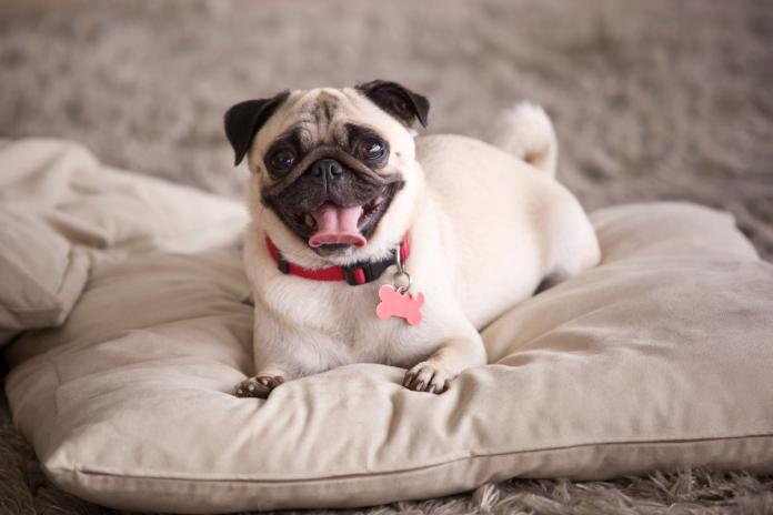 クッションの上のパグ クッションの上のパグ