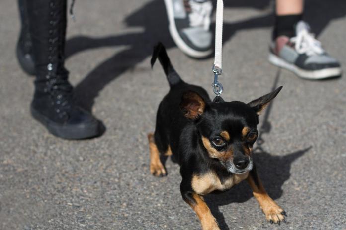 散歩するチワワ 散歩するチワワ