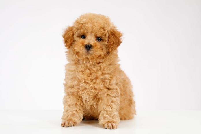 トイプードル トイプードル