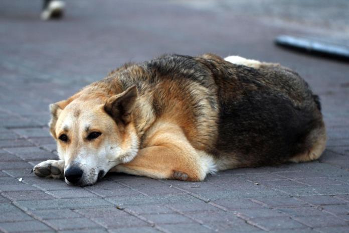 保護犬 保護犬