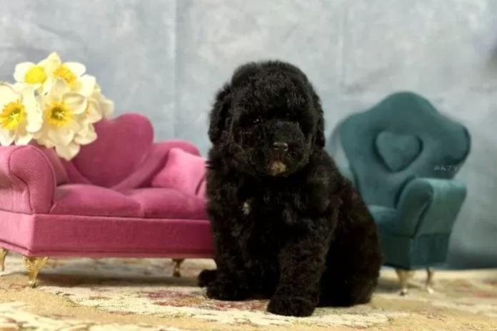 お迎えしたトイプードル