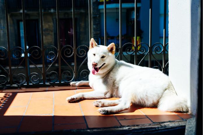 紀州犬