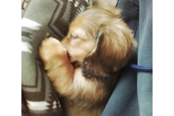 H様の腕の中で眠るダックス