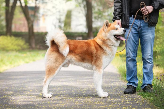 散歩する和犬