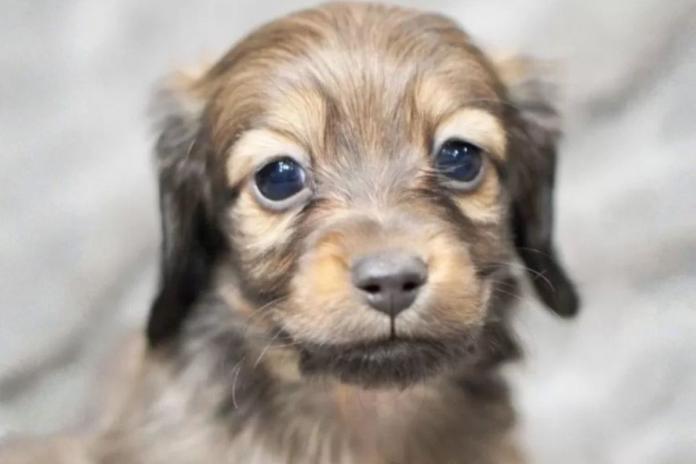 お迎え前のミニチュアダックス