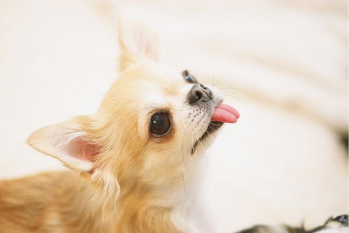 見上げるチワワ 見上げるチワワ