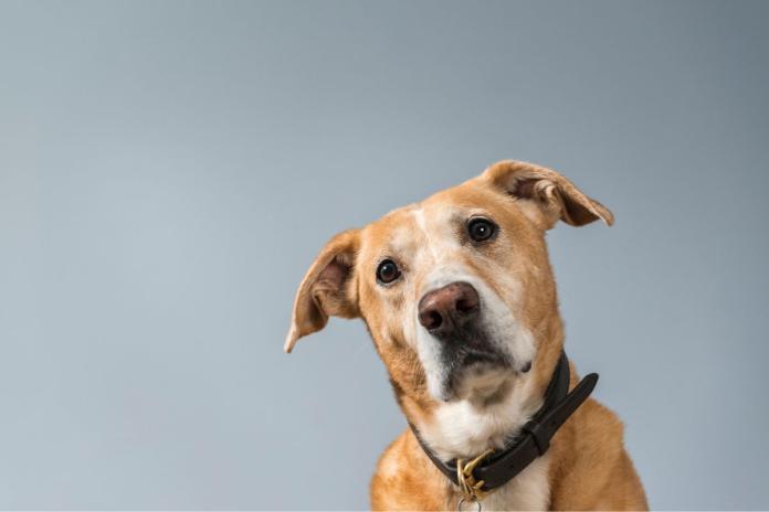 首をかしげる犬 首をかしげる犬