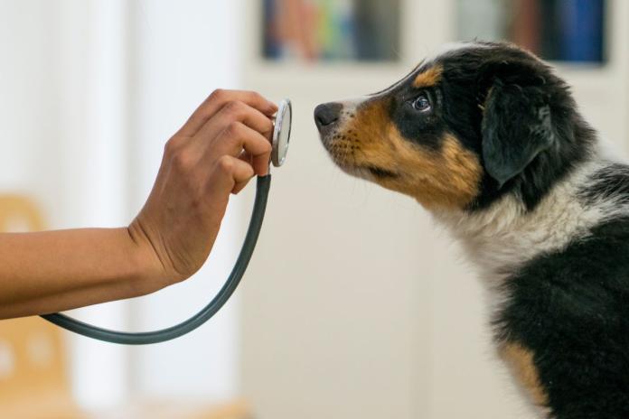 聴診器と犬 聴診器と犬