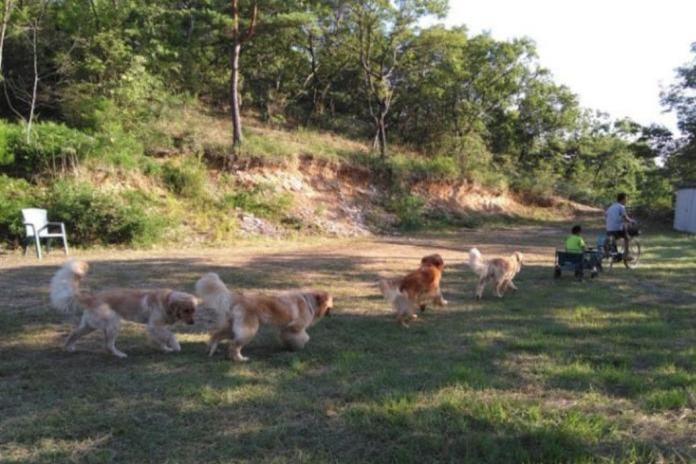 約500坪の敷地でのびのびと過ごす、山内ブリーダーのレトリバーたち
