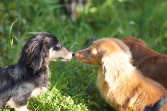 橋本ブリーダーのダックスたち