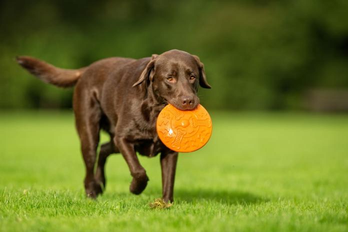 ラブラドールレトリバー ラブラドールレトリバー
