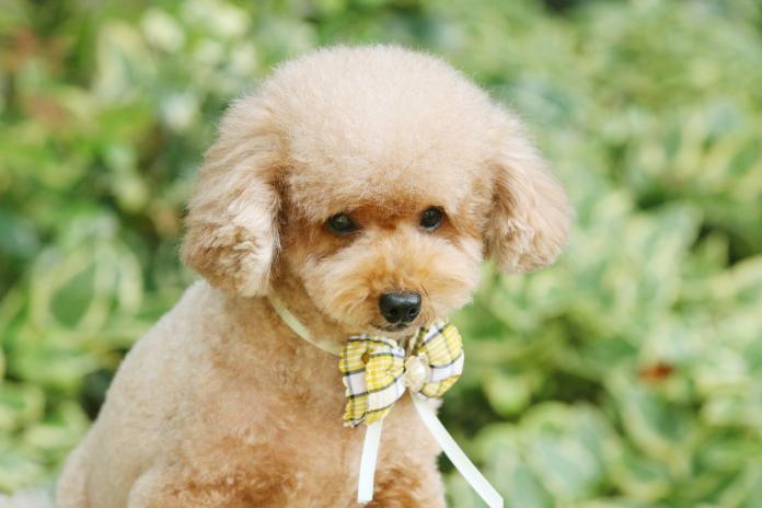 トイプードル トイプードル